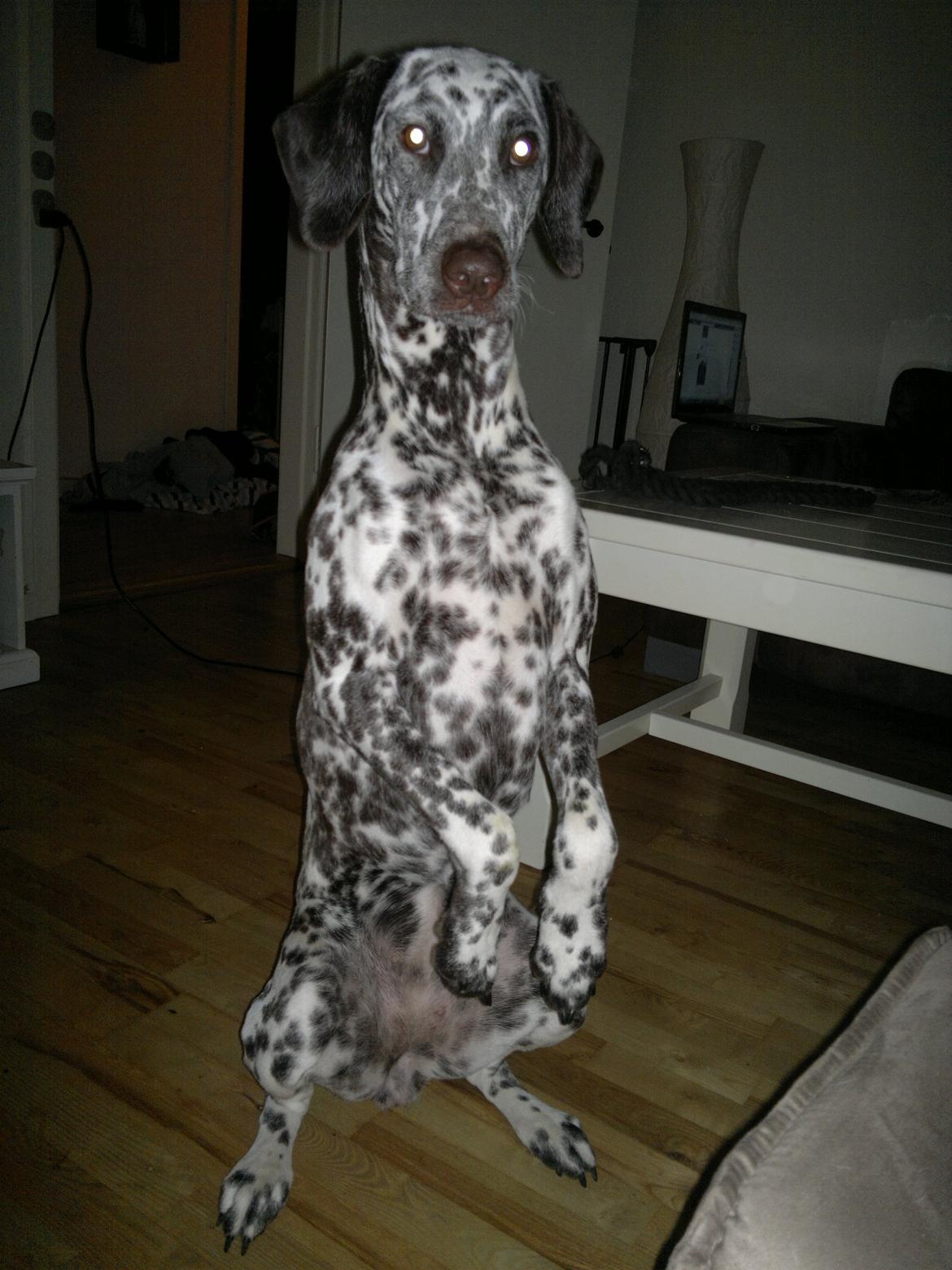 Blanding af racer Sasha billede 12