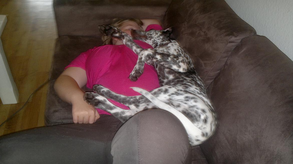 Blanding af racer Sasha billede 13