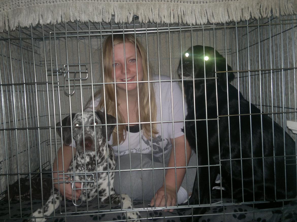 Blanding af racer Sasha billede 14