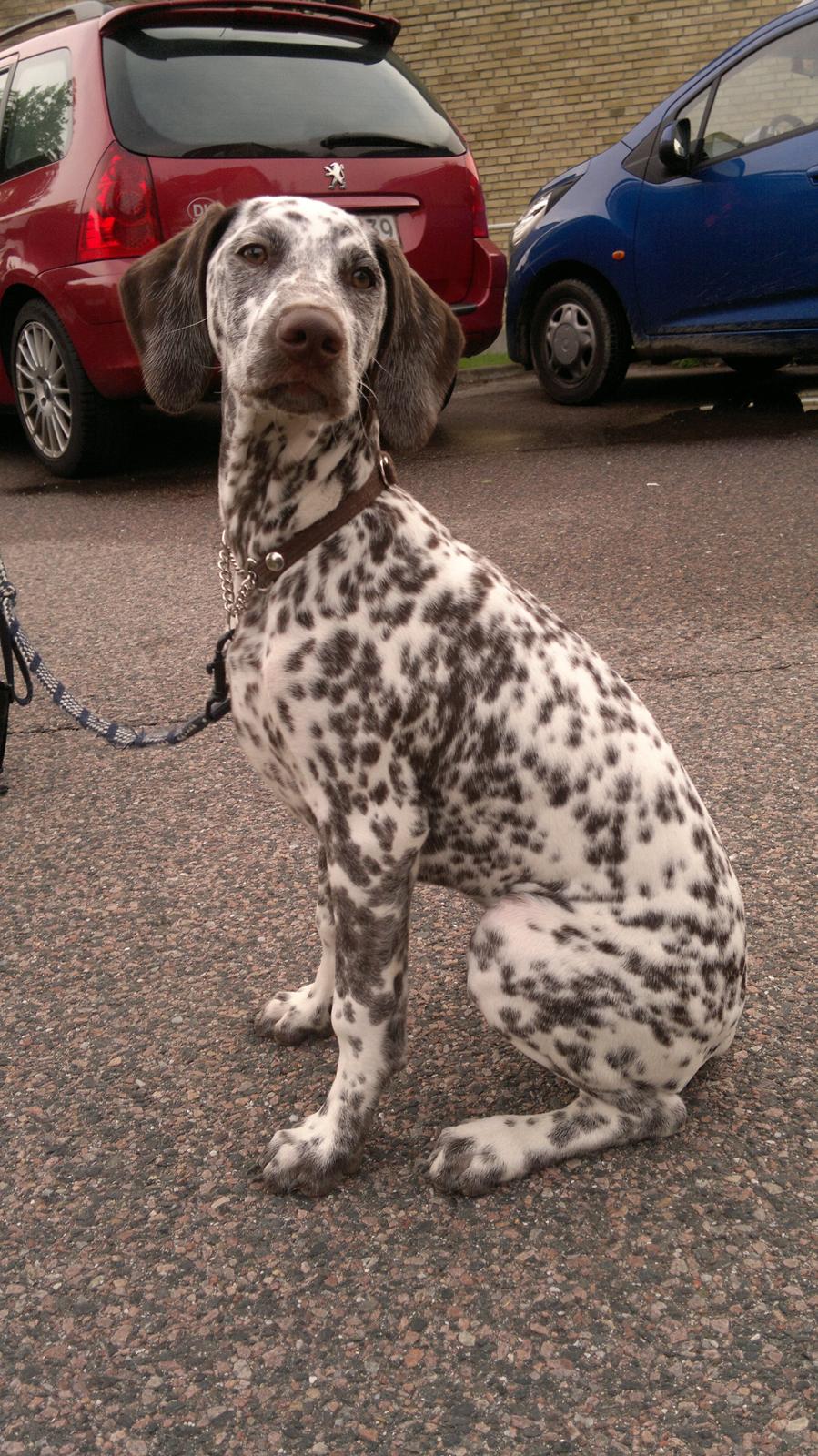 Blanding af racer Sasha billede 15