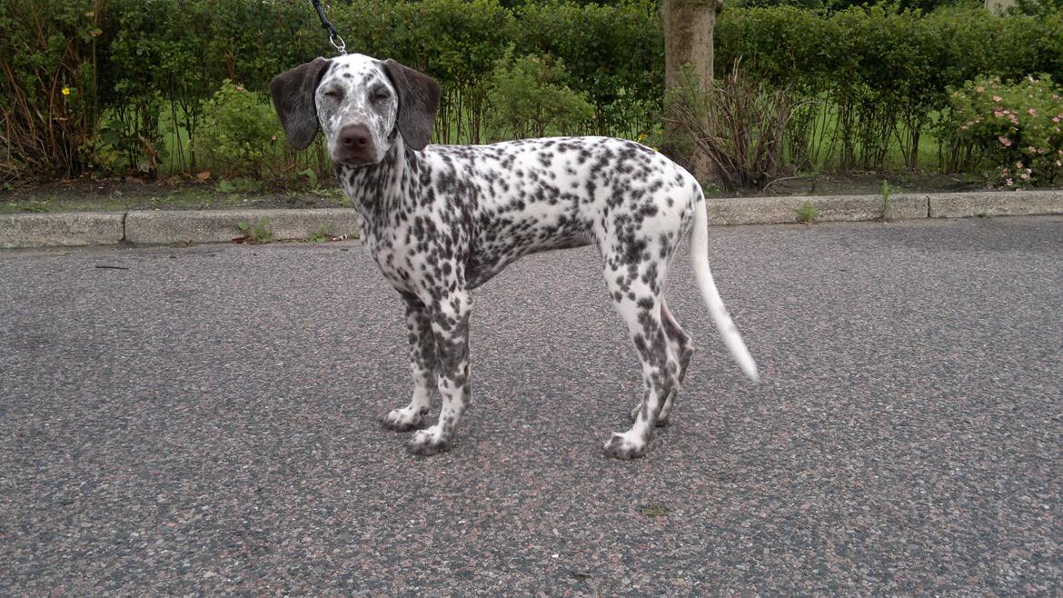 Blanding af racer Sasha billede 16