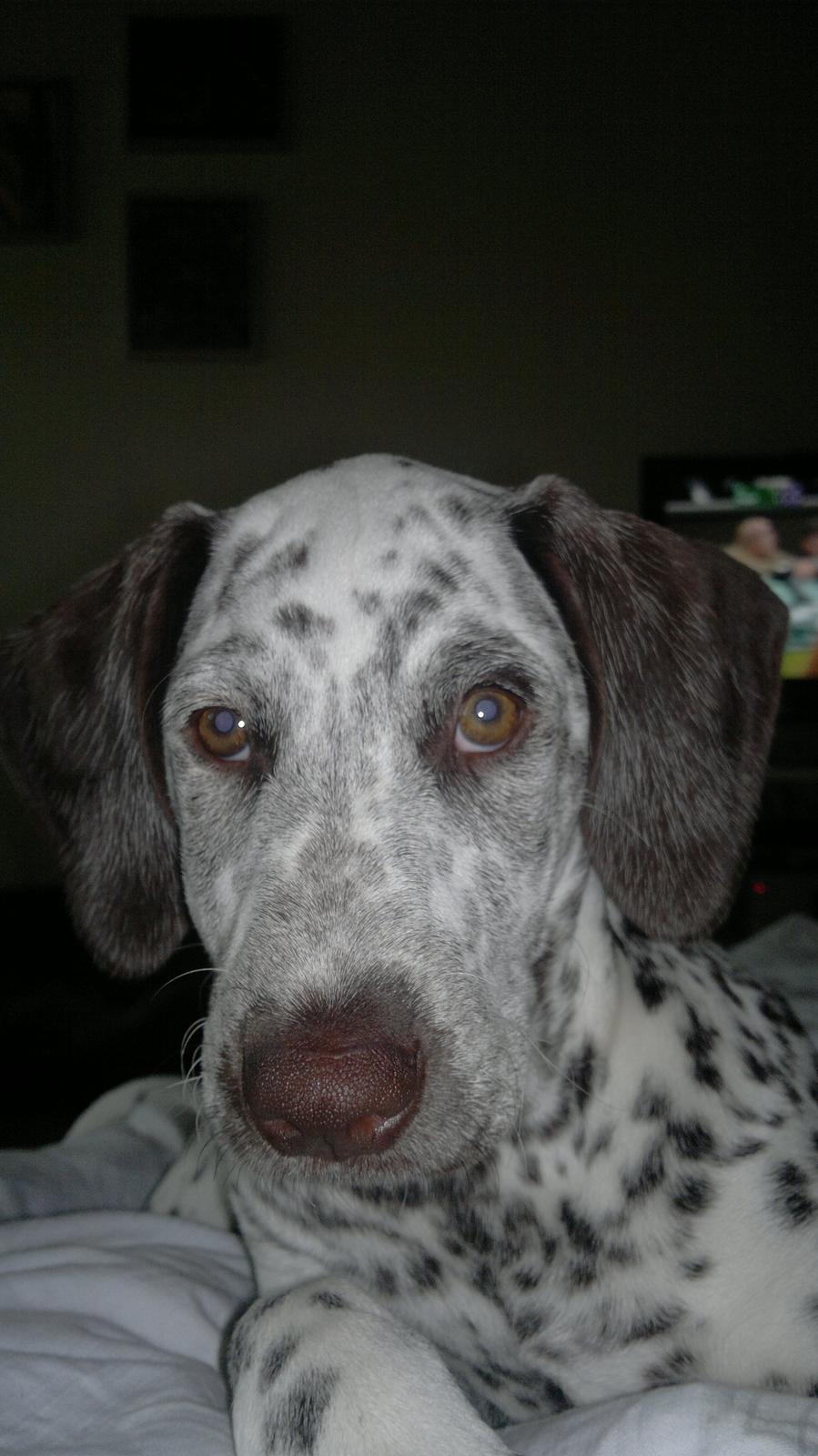 Blanding af racer Sasha billede 17