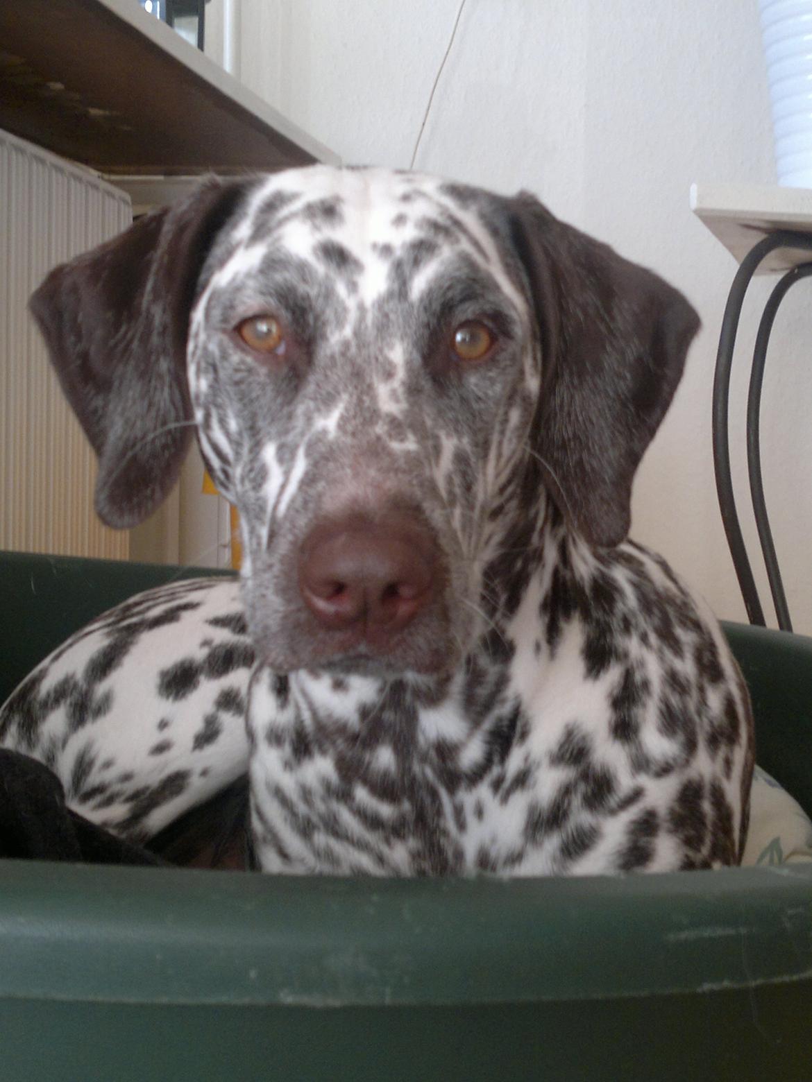 Blanding af racer Sasha billede 18