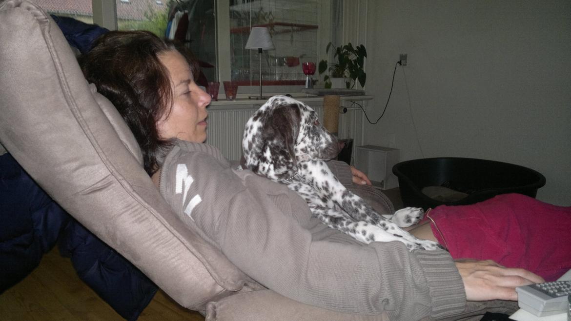 Blanding af racer Sasha billede 19