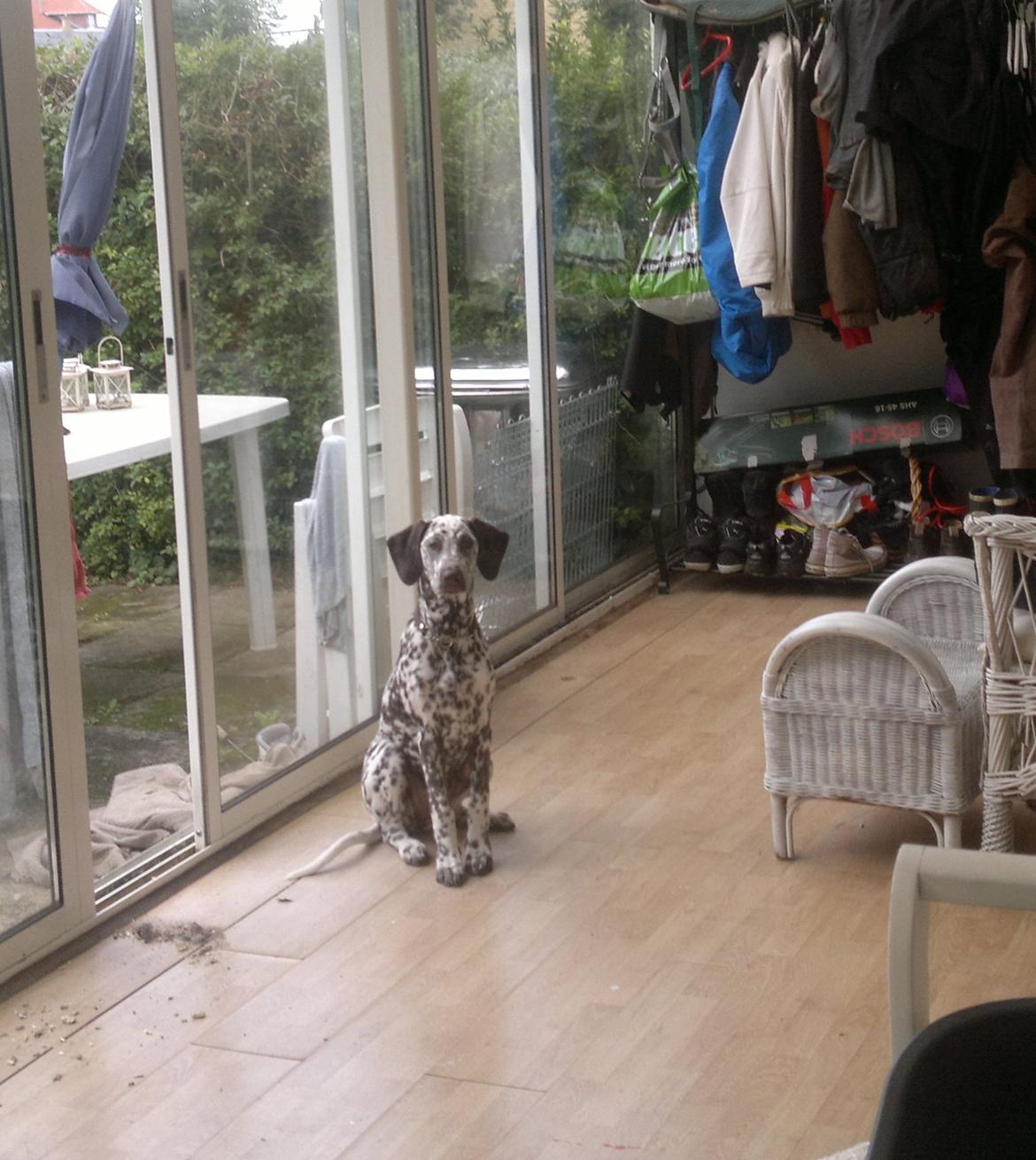 Blanding af racer Sasha billede 20