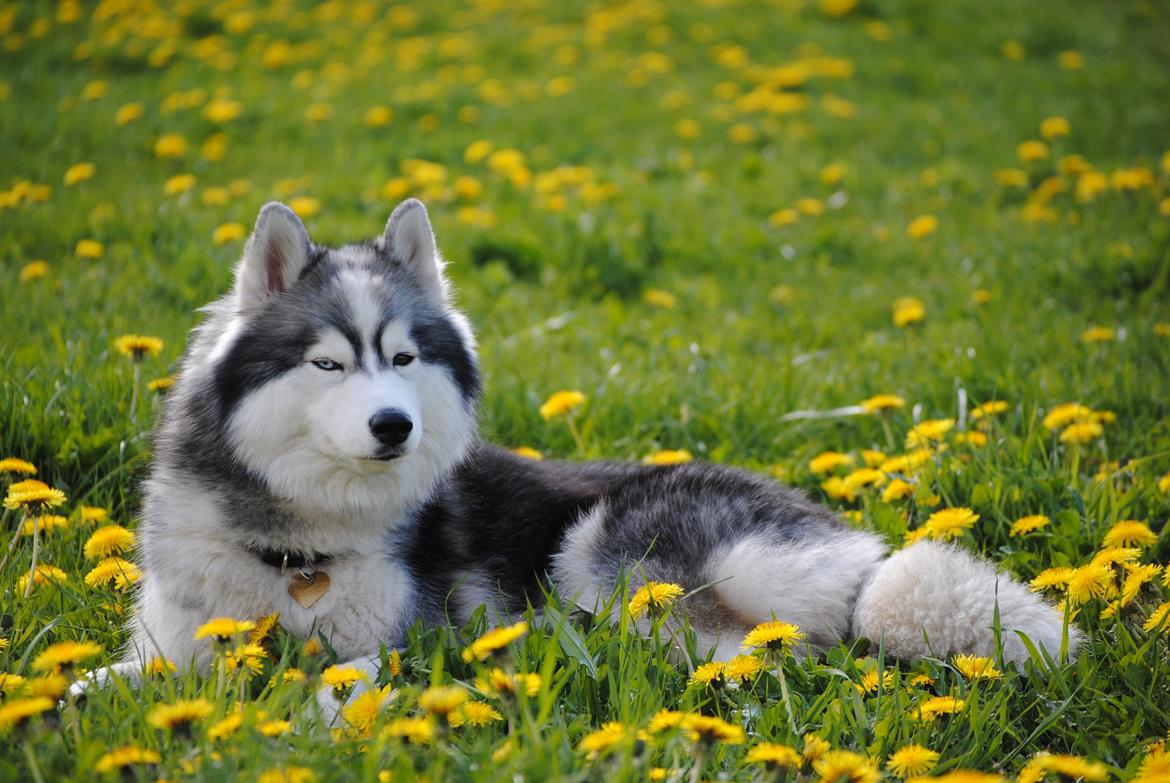 Siberian husky | Jeyzi - *Fotograf. Julie Ingemann - 2011 billede 32