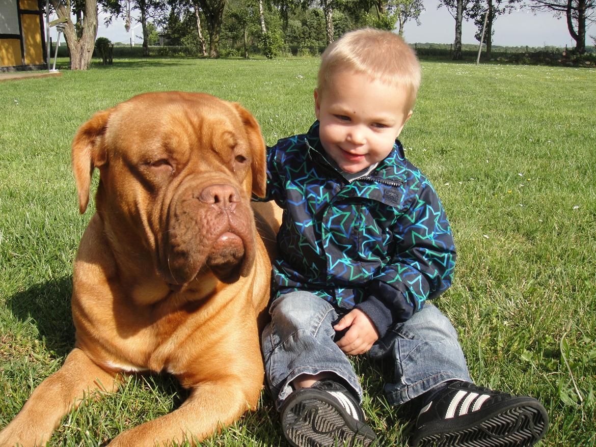 Dogue de bordeaux Den Røde Løber Michell's Eternity - Malou - 1,5 år billede 3