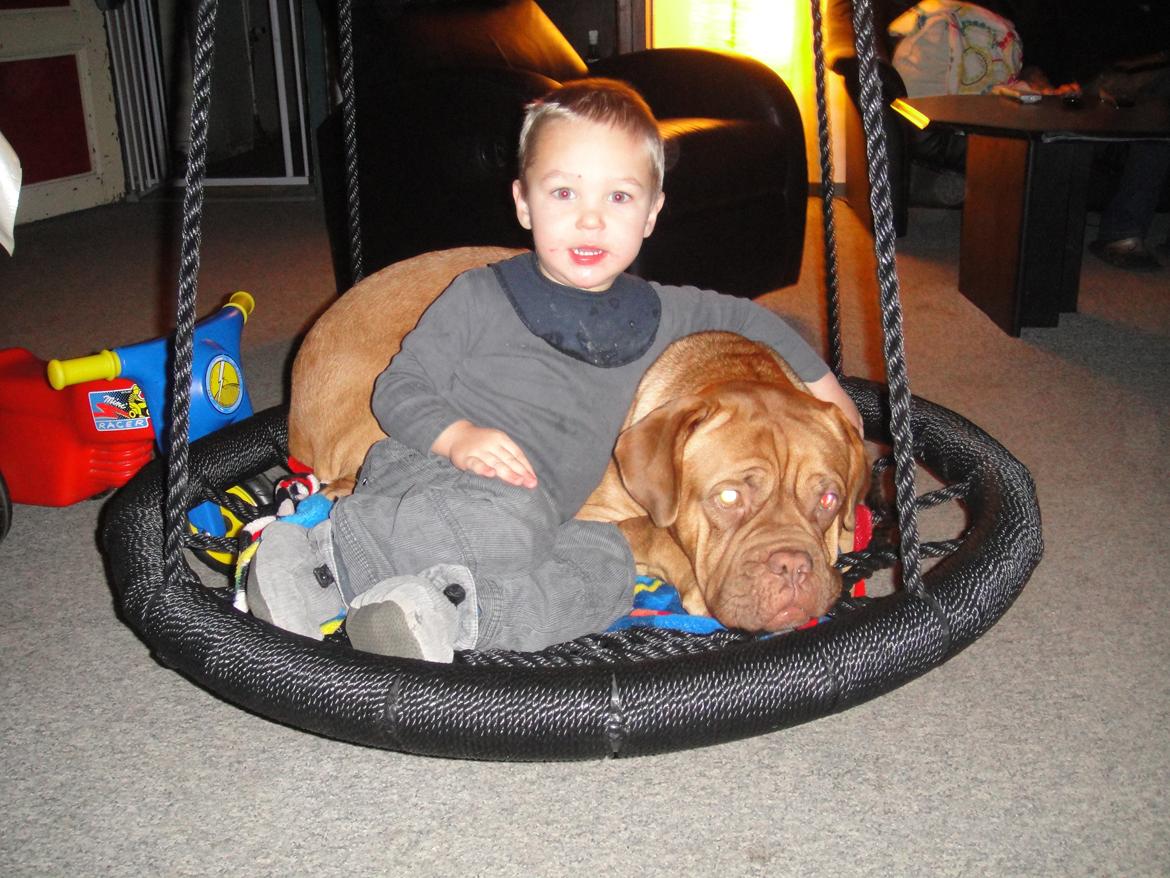 Dogue de bordeaux Den Røde Løber Michell's Eternity - Malou - knap 2 år billede 4