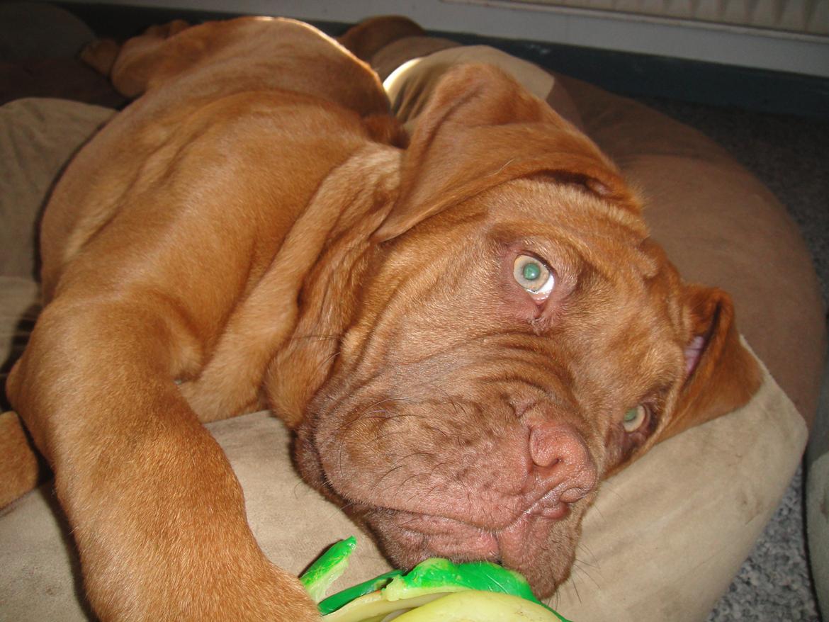 Dogue de bordeaux Den Røde Løber Michell's Eternity - Malou - 15 uger billede 5