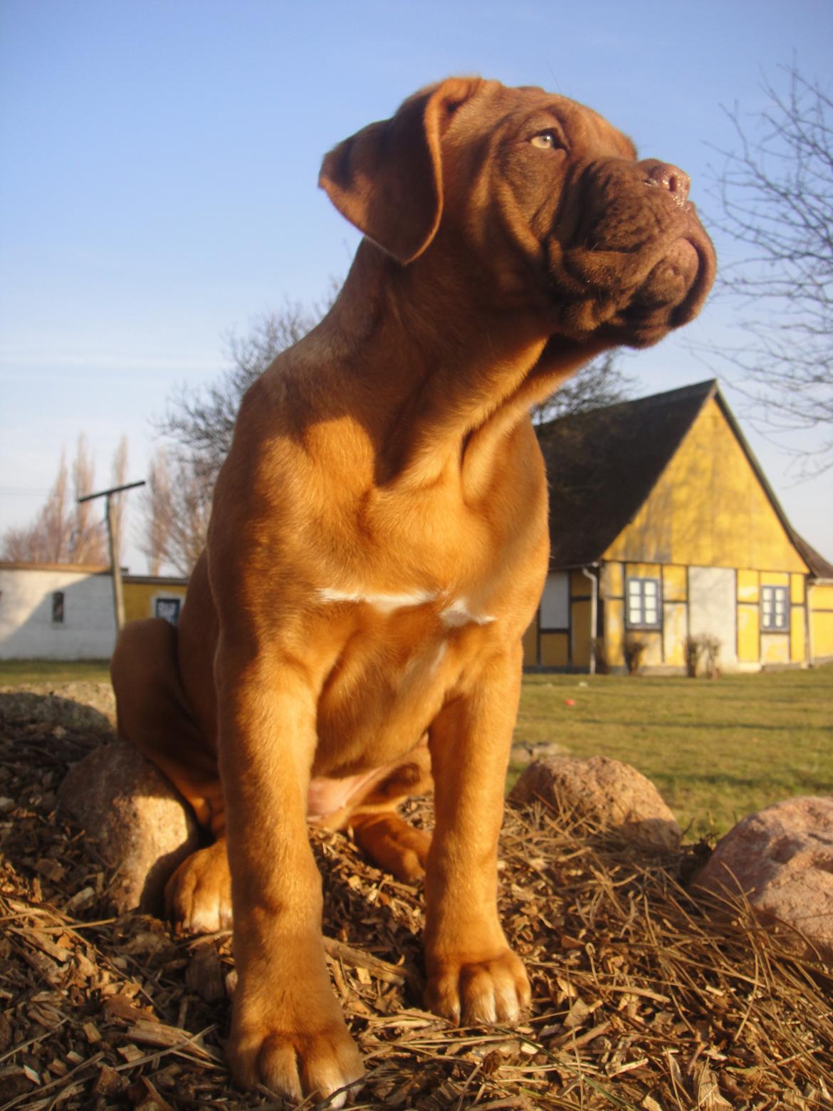 Dogue de bordeaux Den Røde Løber Michell's Eternity - Malou - 15 uger billede 6