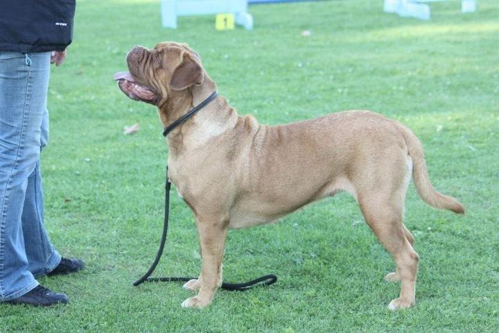 Dogue de bordeaux Den Røde Løber Michell's Eternity - Malou - sommer på agilitybanen 2012 billede 7