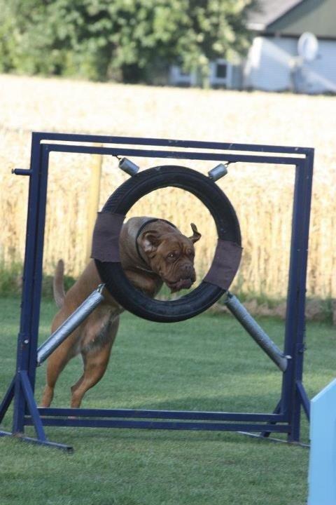 Dogue de bordeaux Den Røde Løber Michell's Eternity - Malou - sommer 2012 agility billede 8