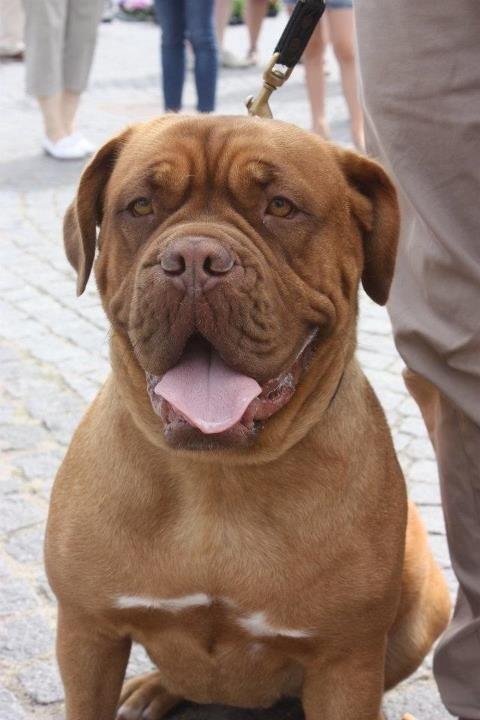 Dogue de bordeaux Den Røde Løber Michell's Eternity - Malou - 4 august 2012 billede 9