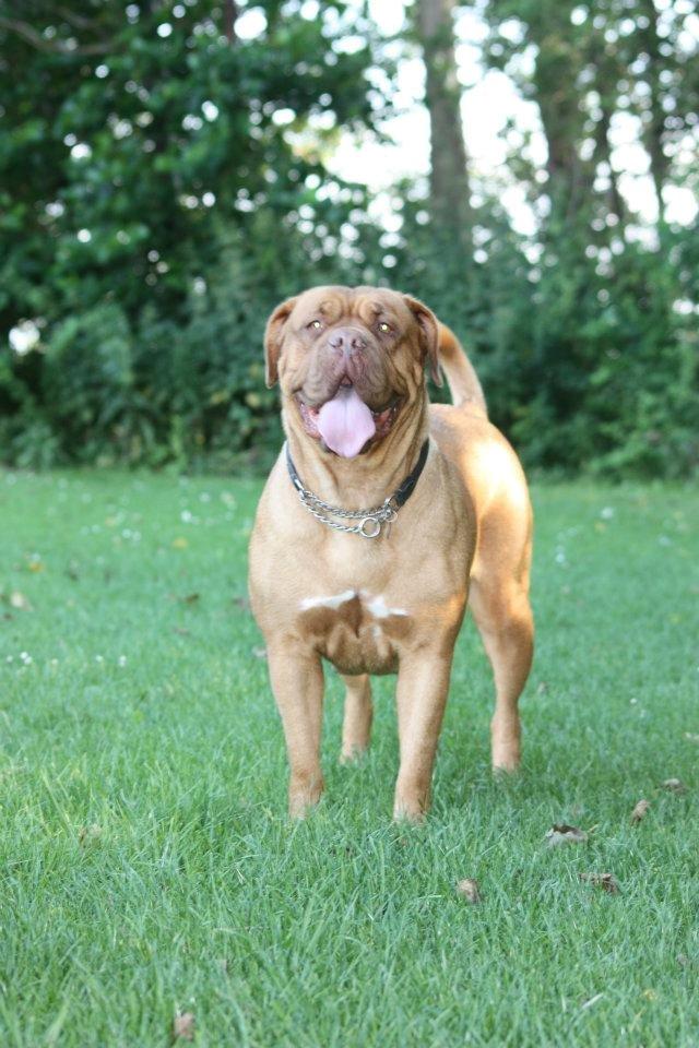 Dogue de bordeaux Den Røde Løber Michell's Eternity - Malou - sommer 2012 billede 2