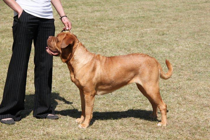 Dogue de bordeaux Den Røde Løber Michell's Eternity - Malou - udstilling 2011 billede 10