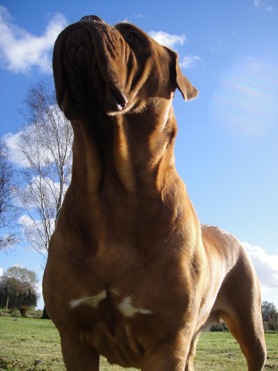 Dogue de bordeaux Den Røde Løber Michell's Eternity - Malou - november 2012 billede 11