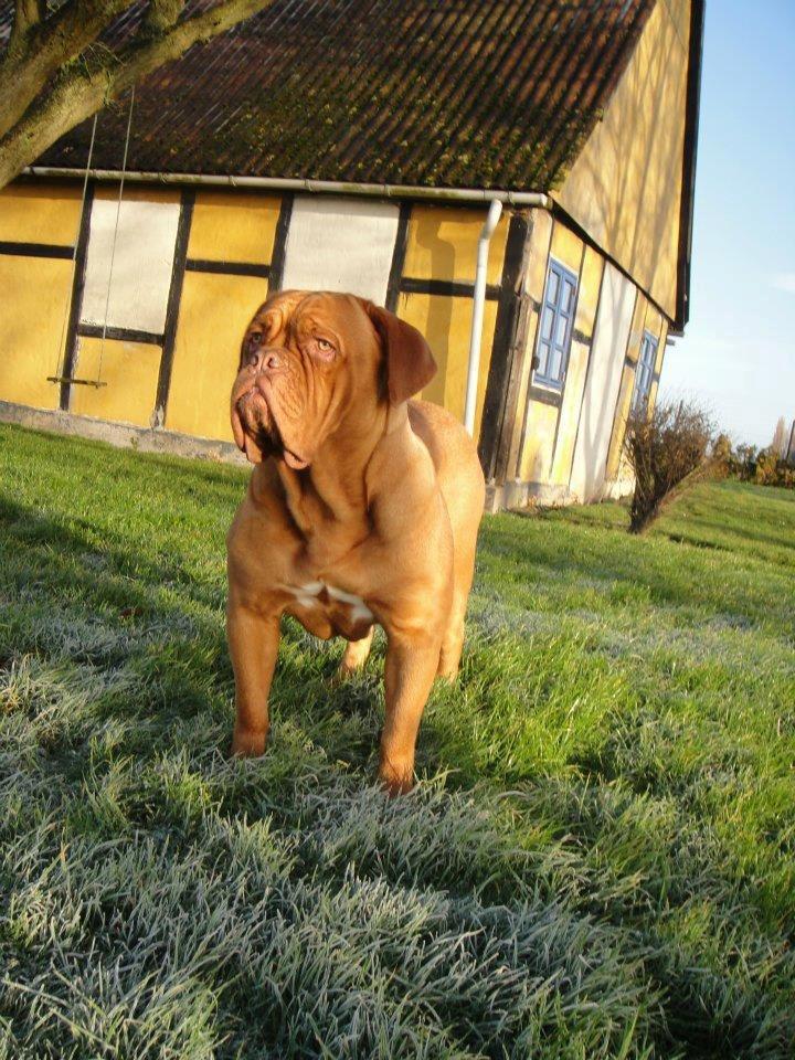 Dogue de bordeaux Ishinrosse Aime - Jasmin - 18 mdr billede 1