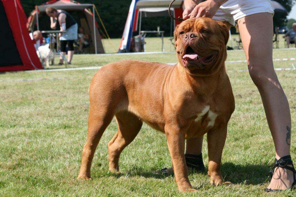 Dogue de bordeaux Ishinrosse Aime - Jasmin - udstilling august 2012 billede 2