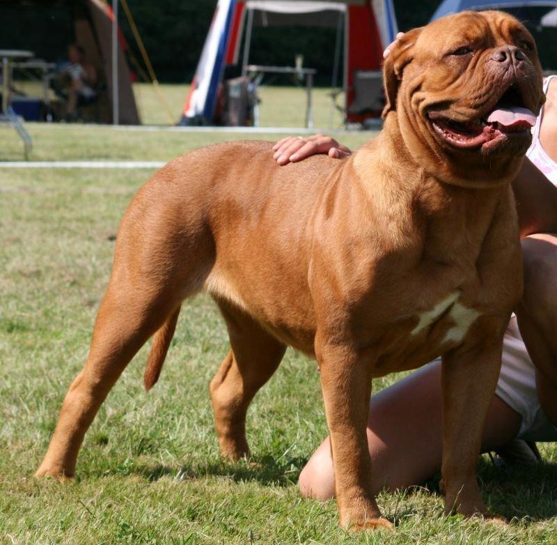 Dogue de bordeaux Ishinrosse Aime - Jasmin - udstilling august 2012  billede 3