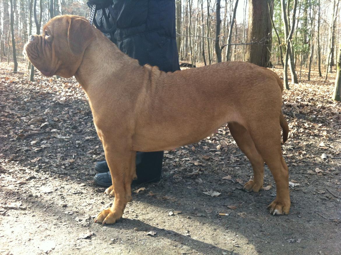 Dogue de bordeaux Ishinrosse Aime - Jasmin - 18 mdr billede 4