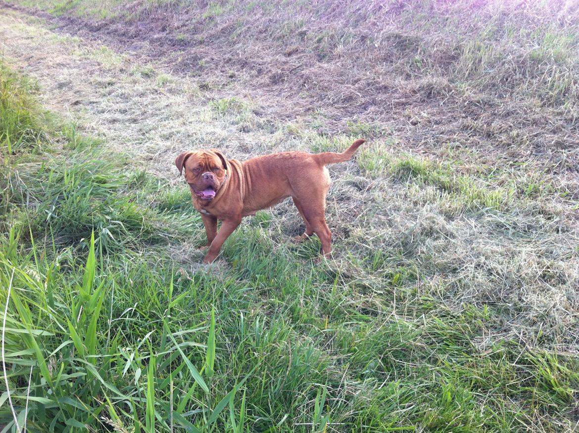 Dogue de bordeaux Ishinrosse Aime - Jasmin - forår 2012 billede 5