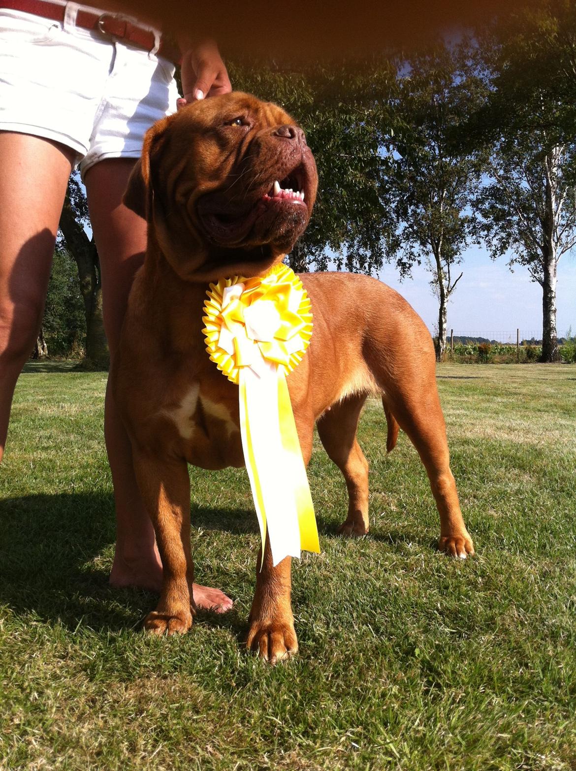 Dogue de bordeaux Ishinrosse Aime - Jasmin - udstilling sommer 2012 billede 6