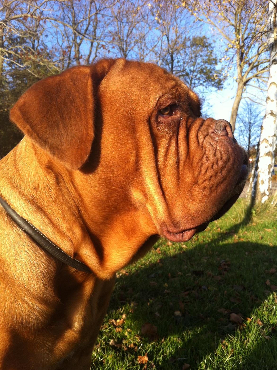 Dogue de bordeaux Ishinrosse Aime - Jasmin - november 2012 billede 7