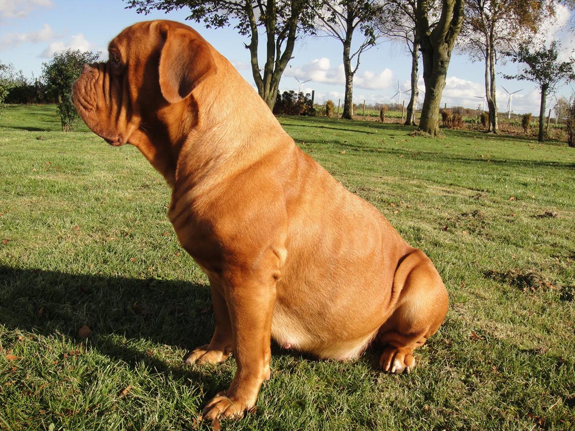 Dogue de bordeaux Ishinrosse Aime - Jasmin - november 2012 -Højdrægtig billede 8
