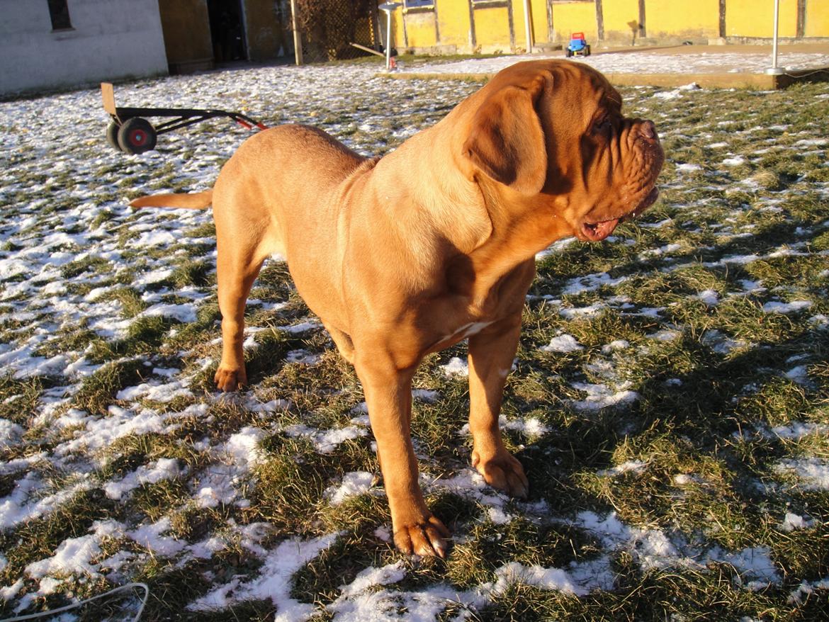 Dogue de bordeaux Ishinrosse Aime - Jasmin - ca 15 mdr billede 9