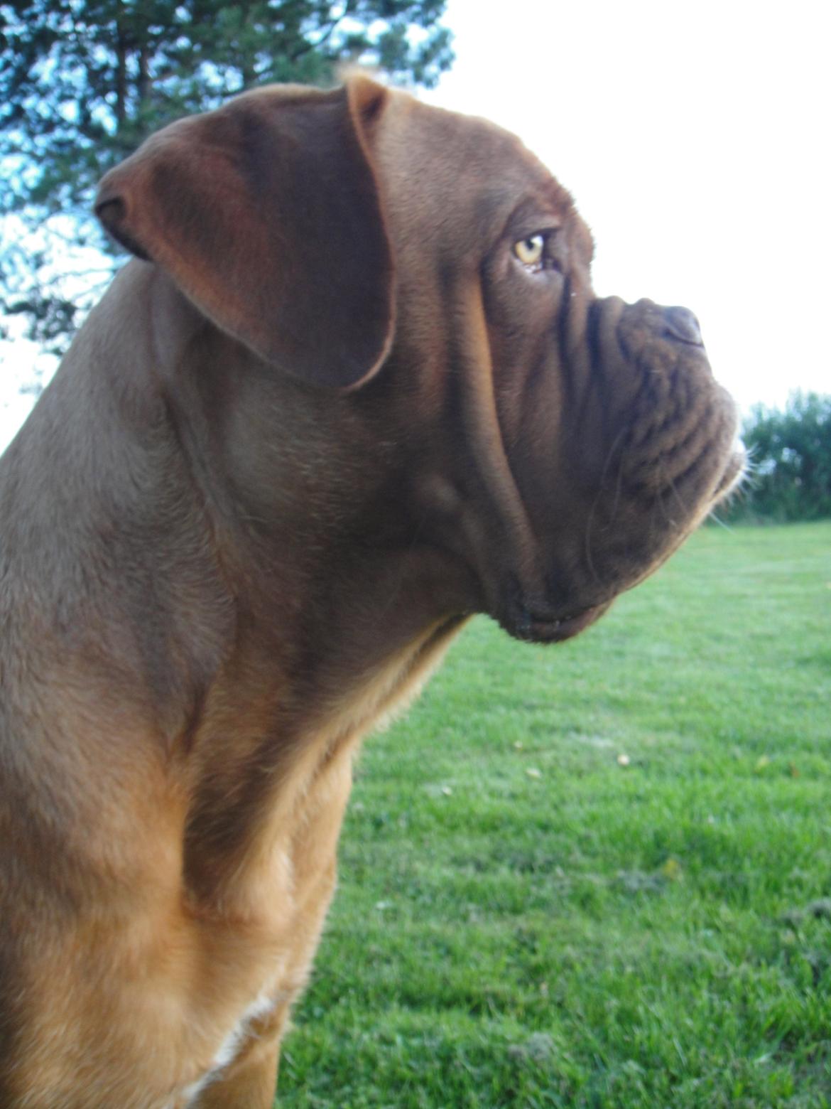 Dogue de bordeaux Ishinrosse Aime - Jasmin - ca 8 mdr billede 10