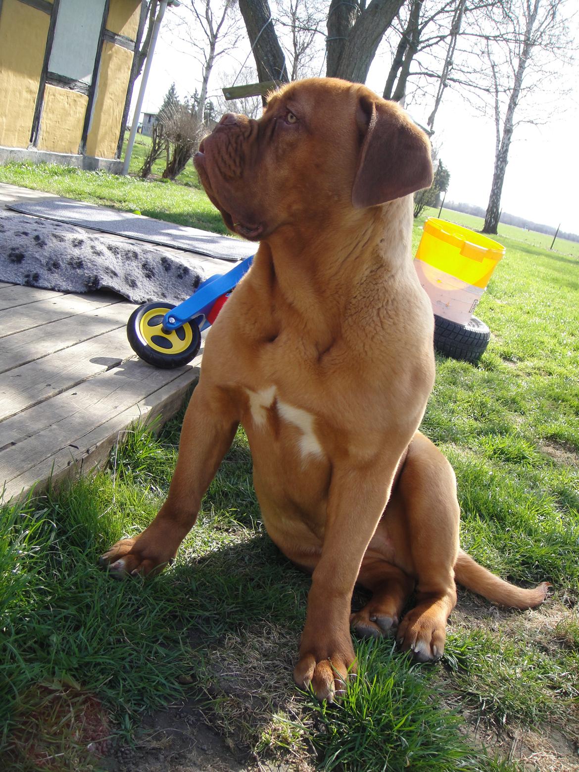 Dogue de bordeaux Ishinrosse Aime - Jasmin - ca 8 mdr billede 11