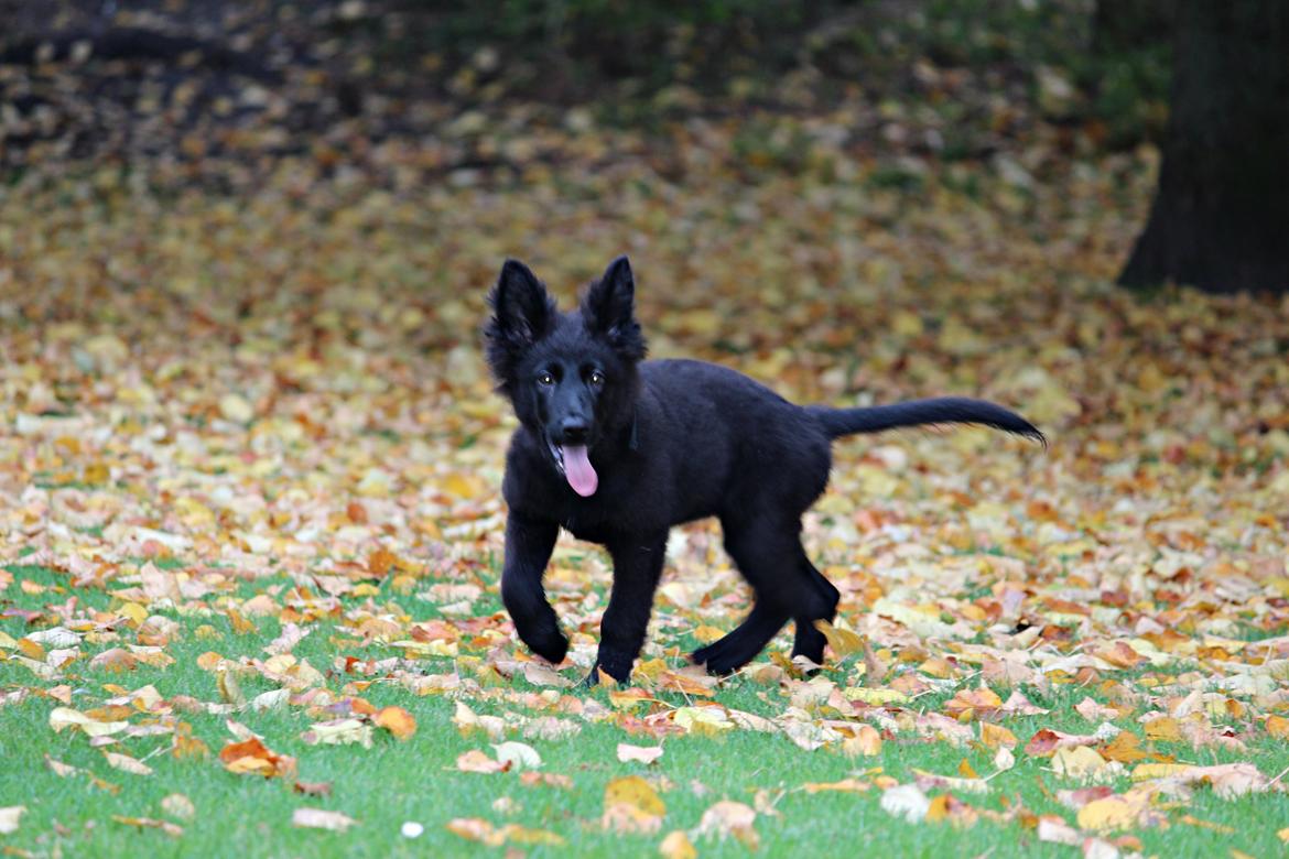 Schæferhund Dina billede 8