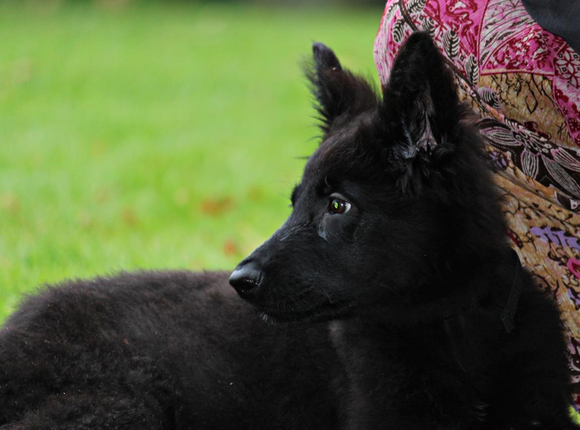 Schæferhund Dina billede 9