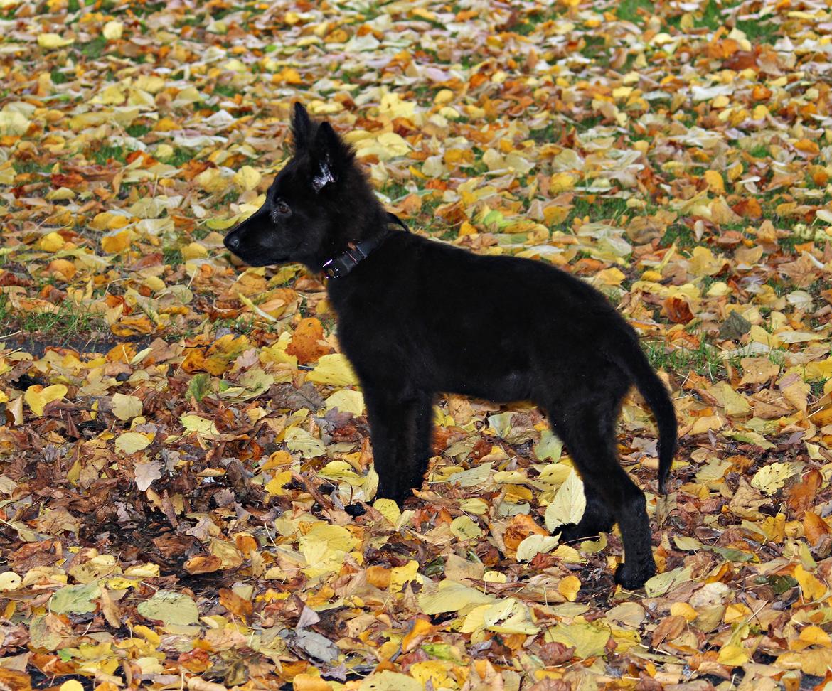 Schæferhund Dina billede 10