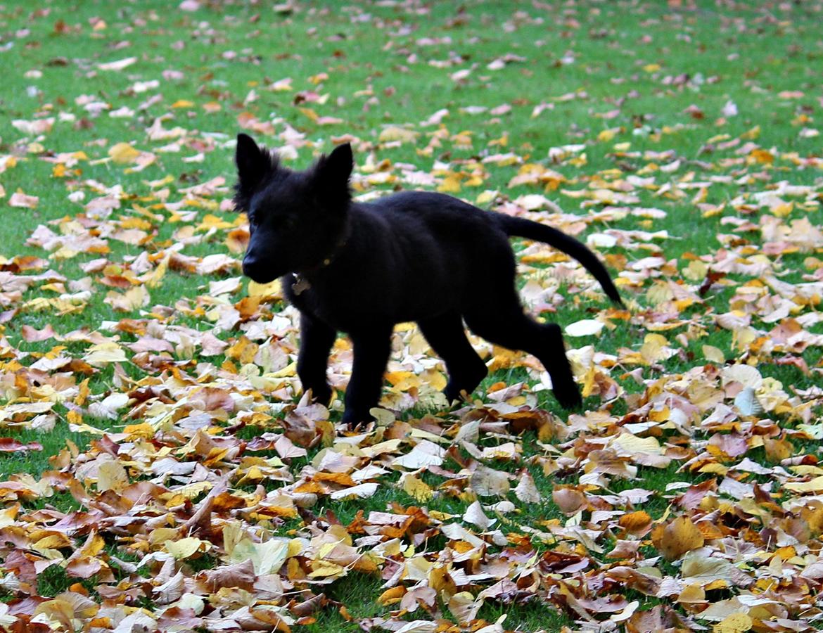 Schæferhund Dina billede 11