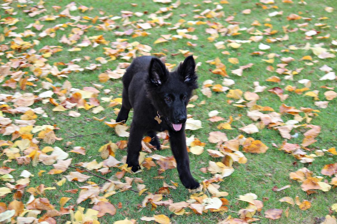 Schæferhund Dina billede 12