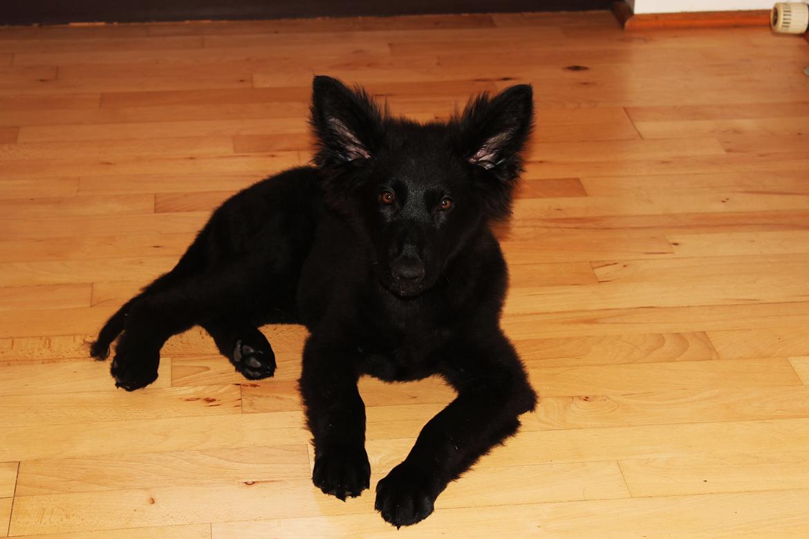 Schæferhund Dina billede 13