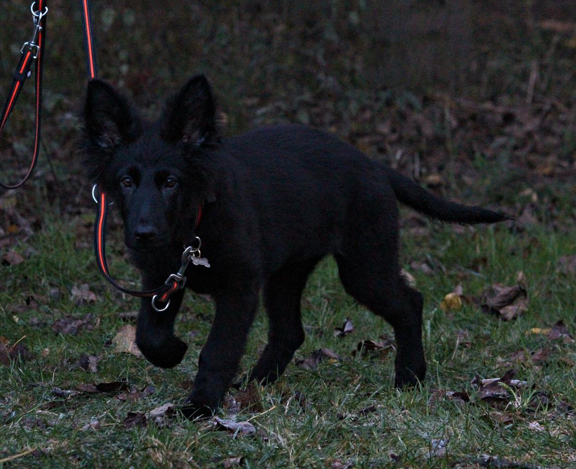 Schæferhund Dina billede 14