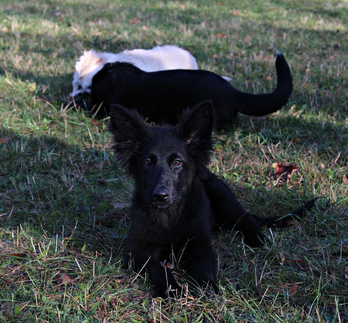 Schæferhund Dina billede 15