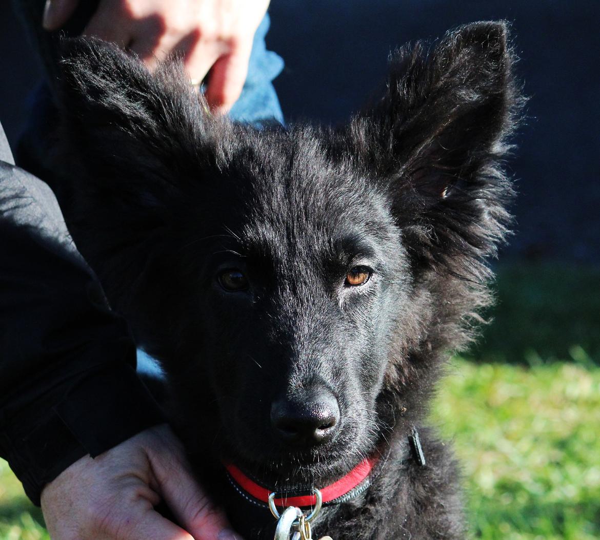 Schæferhund Dina billede 16