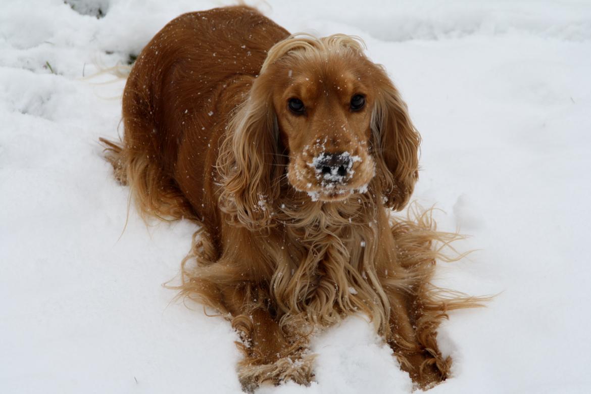 Cocker spaniel Silke billede 2