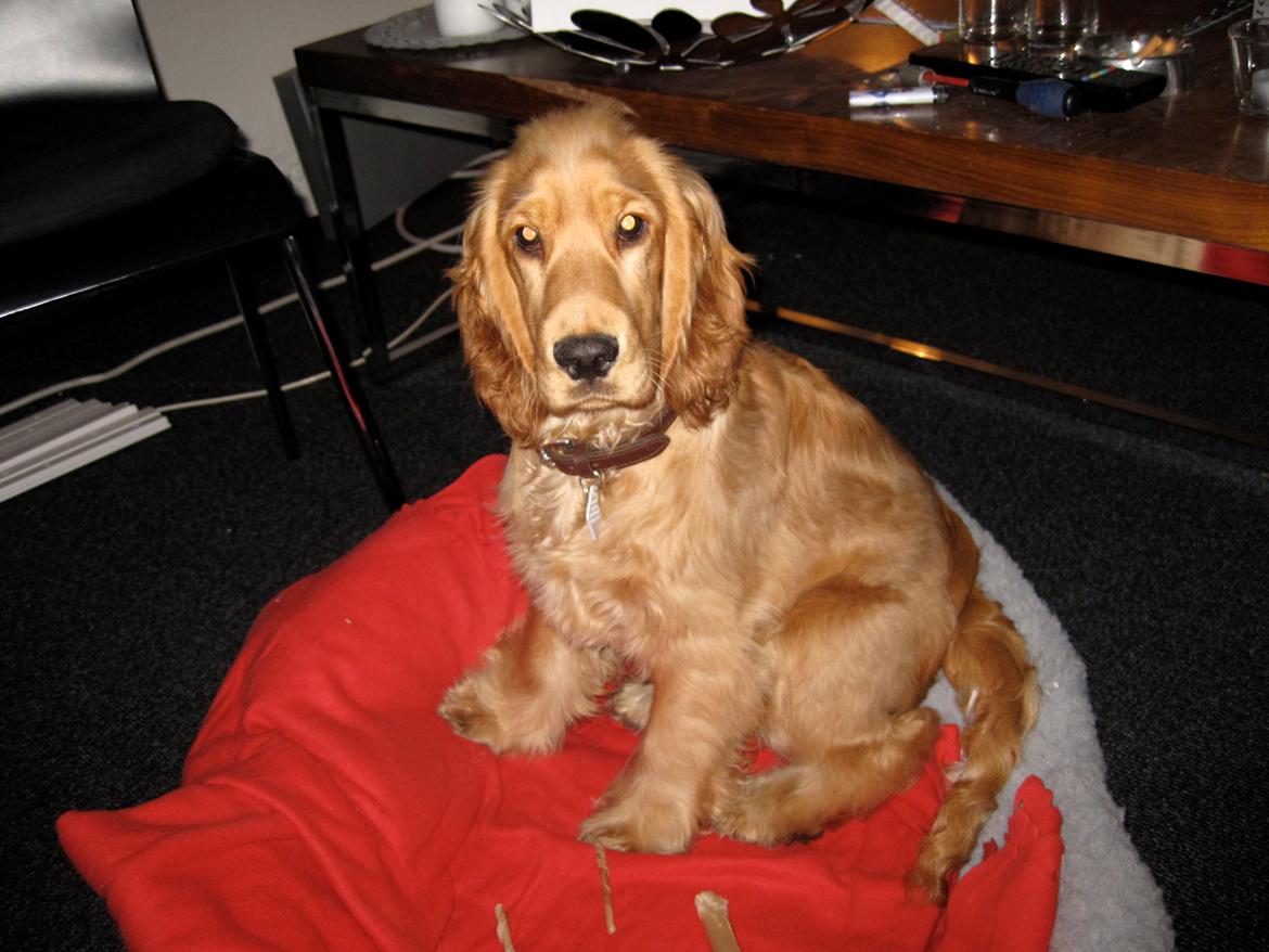 Cocker spaniel Silke billede 3