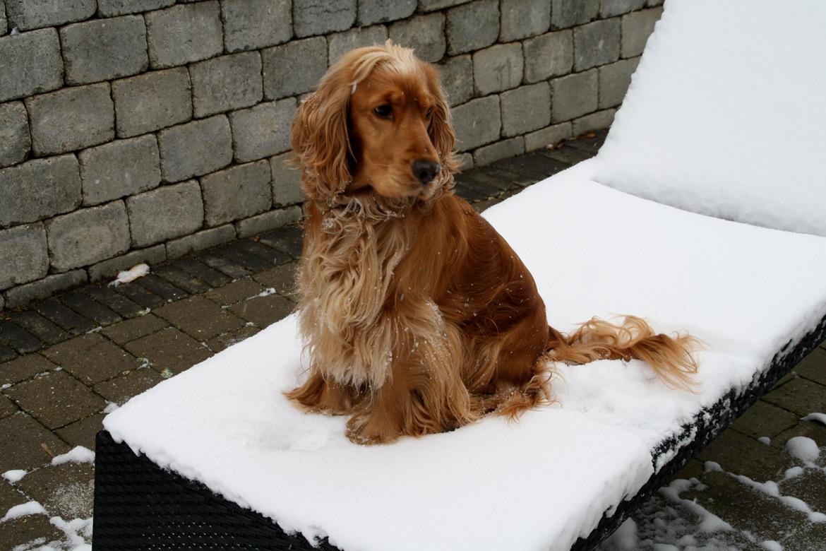 Cocker spaniel Silke billede 4