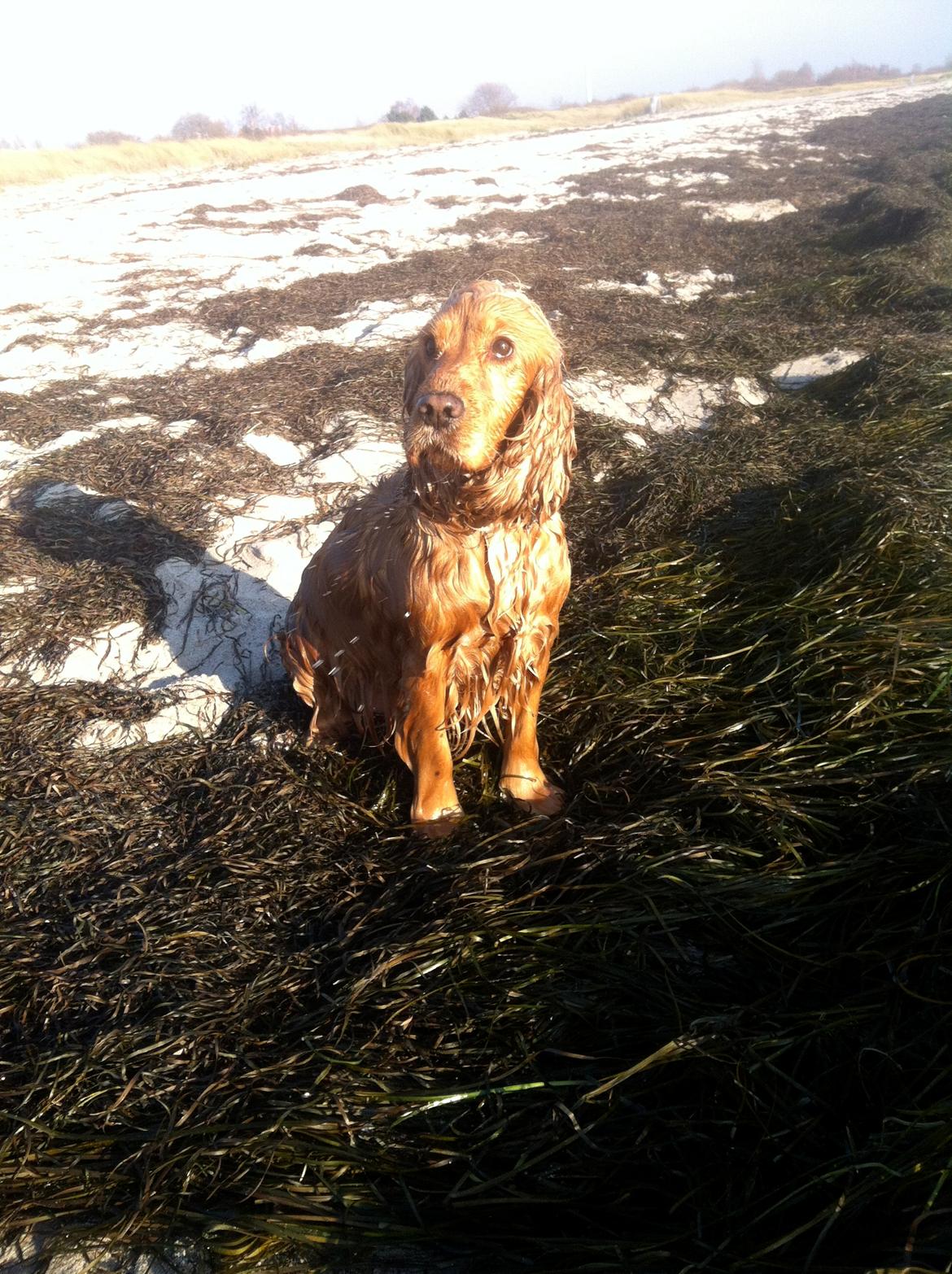 Cocker spaniel Silke billede 5