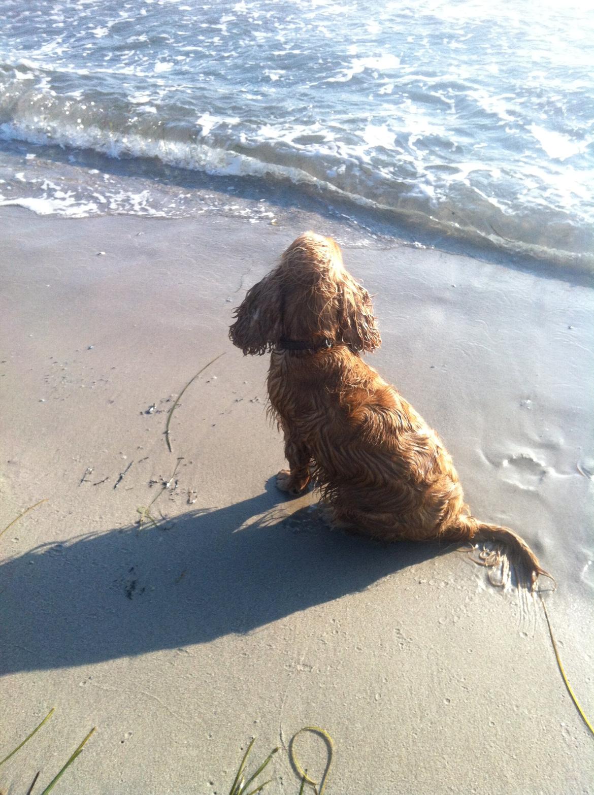 Cocker spaniel Silke billede 6