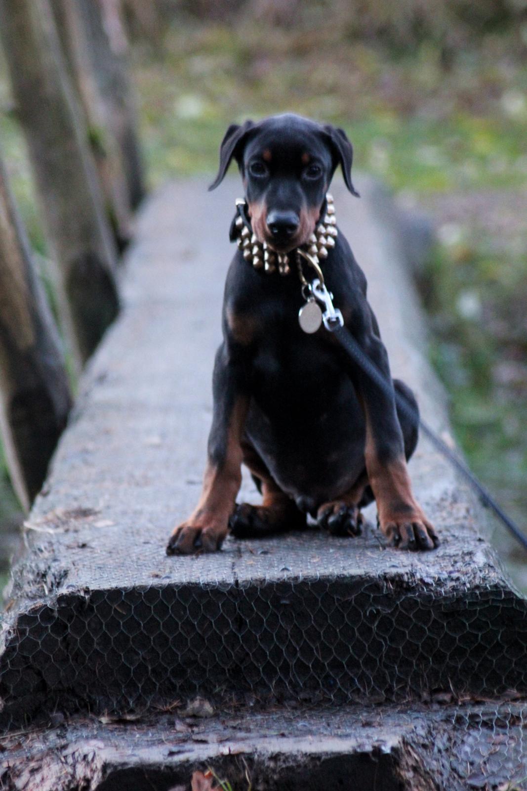 Dobermann Izrafel Napoleon Nacholious - Nacho 12 uger gammel (halsbånd kun brugt til billeder) billede 9