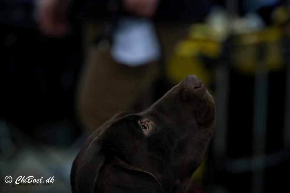 Gammel dansk hønsehund Nuggi - Smuksakken "fanget" i et opmærksomt øjeblik til Udstillingen i Herning :) billede 18