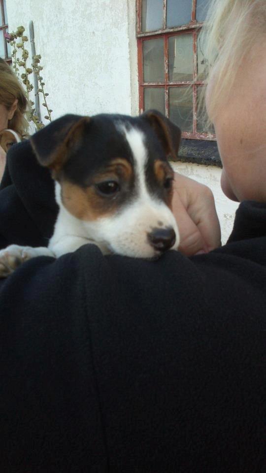 Jack russell terrier Sif - Da vi hentede hende <3 billede 3