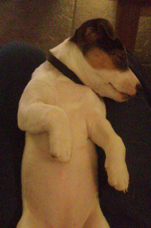 Jack russell terrier Sif - Faldt i søvn på mit skød <3 billede 4