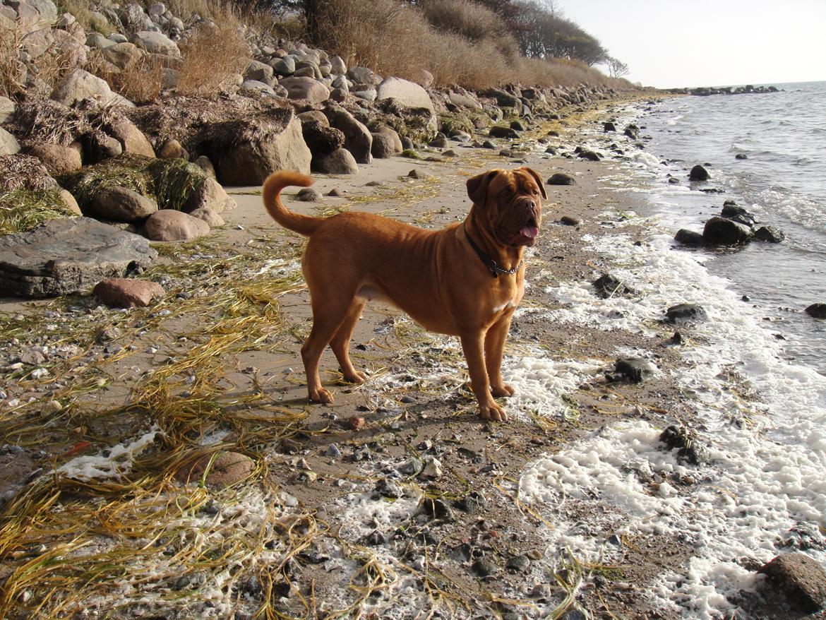 Dogue de bordeaux Den Røde Løber Michell's Eternity - Malou - 12/11-12 billede 13